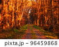 Empty road in autumn forest 96459868