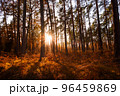 Sun rays shining between trees in pine forest with fern in autumn 96459869