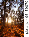 Sun rays shining between trees in pine forest with fern an grass in autumn 96459870