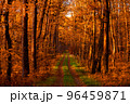 Road in autumn forest 96459871