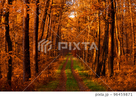 Road in autumn forestの写真素材 [96459871] - PIXTA