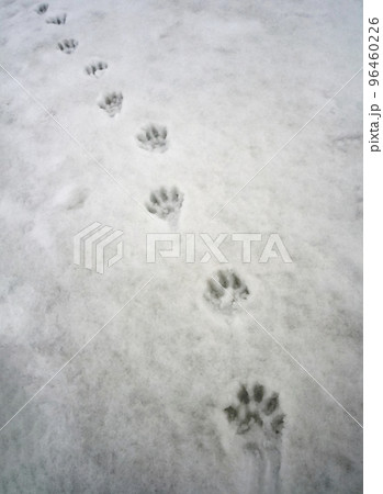 Chain of wild wolverine paw prints on the grainy dark snow cover. 96460226