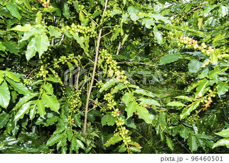 Coffee trees with coffee beans on cafe plantation of Yunlin, Taiwan. 96460501