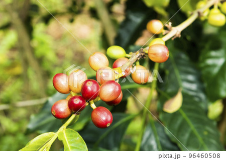 Close-up of coffee beans in the plantation of Yunlin, Taiwan. Close-up of coffee beans in the plantation of Yunlin, Taiwan. 96460508