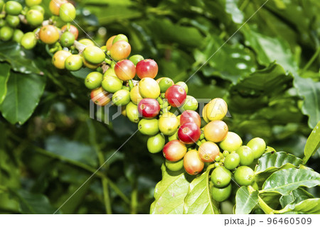 Close-up of coffee beans in the plantation of Yunlin, Taiwan. 96460509