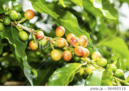 Close-up of coffee beans in the plantation of Yunlin, Taiwan. 96460518