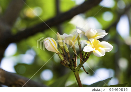 Close-up of frangipani flowers with the natural background. 96460816