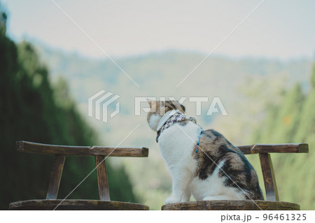 travel in autumn with scottish cat with tree and mountain background travel in autumn with scottish cat with tree and mountain background 96461325