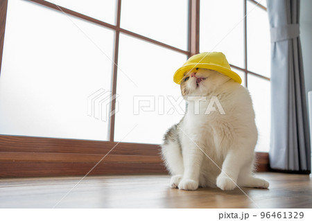 travel japan concept with scottish cat wear yellow hat travel japan concept with scottish cat wear yellow hat 96461329