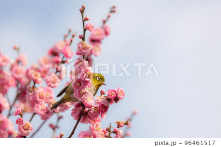 梅の花とメジロ 96461517