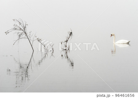 One mute swan (Cygnus olor) floating a fog covered lake 96461656