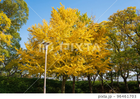 【紅葉】秋の大阪城公園 96461703