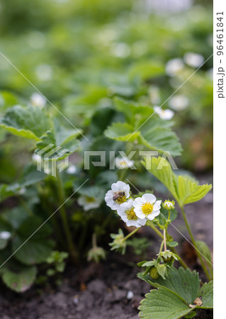 Strawberry plant in blossom. Agriculture, gardening concept. 96461841