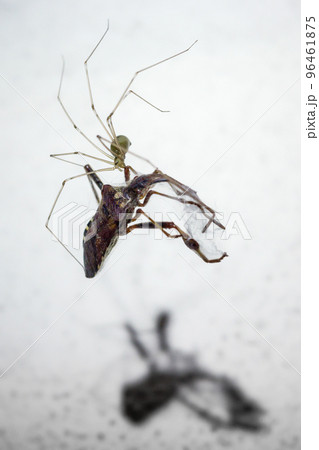 Spider and dead prey on the wall in the room Spider and dead prey on the wall in the room 96461875