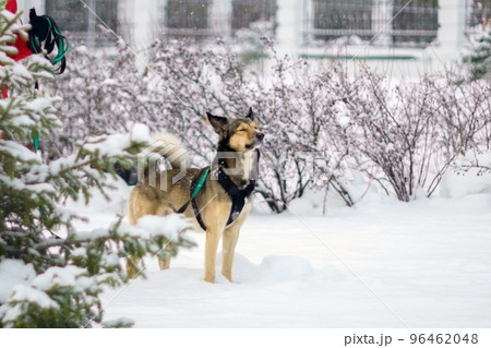 Dog on a leash walks in winter. Selective focus. Outdoor snowy in winter 96462048