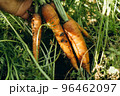 Bunch of carrots in a man hand on the background of the garden. Organic vegetables. Healthy eating 96462097