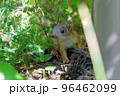 Small squirrel cub is sitting on a tree in close-up. Sunny day. Selective focus 96462099