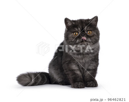 Exotic Shorthair cat kitten on white background Exotic Shorthair cat kitten on white background 96462821