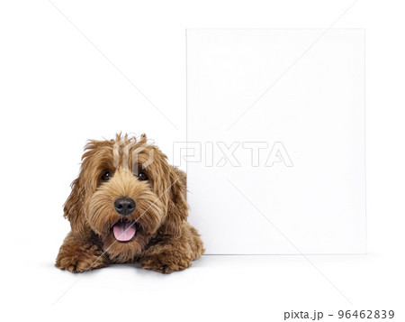 Cobberdog on white background 96462839