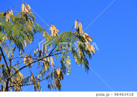 ねむの木の実  96463418