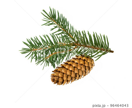 Fir tree branch. Pine twig. Fir tree branch. Pine twig. 96464043