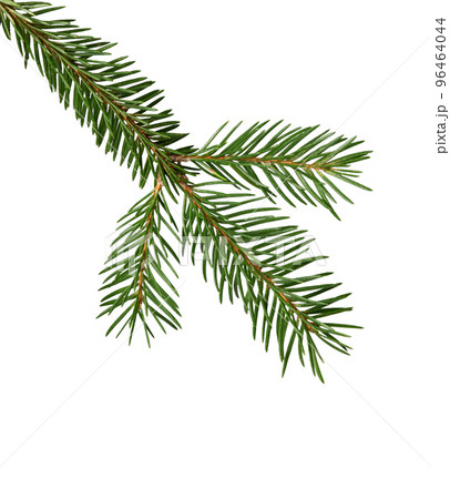 Fir tree branch. Pine twig. Fir tree branch. Pine twig. 96464044
