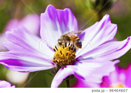 Close-up of cosmos flowers with the bee in the outdoor garden. Close-up of cosmos flowers with the bee in the outdoor garden. 96464607