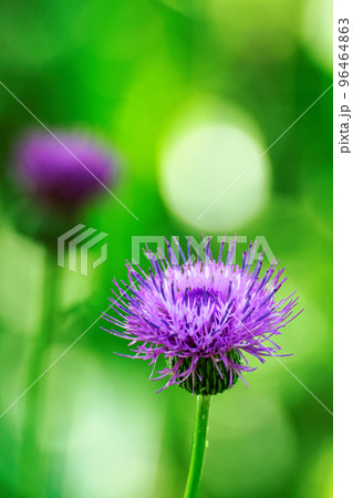 アザミの花の写真素材 [96464863] - PIXTA