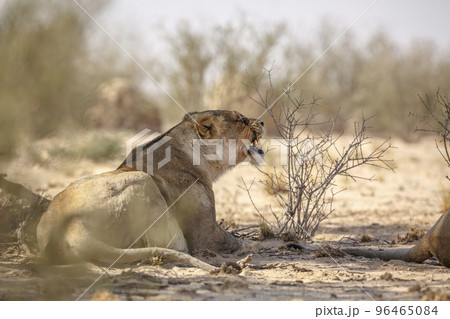 African lion in Kgalagadi transfrontier park, South Africa 96465084
