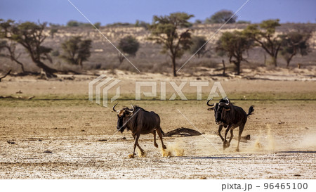 Blue wildebeest in Kgalagadi transfrontier park, South Africa 96465100