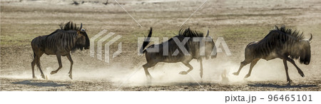 Blue wildebeest in Kgalagadi transfrontier park, South Africa 96465101