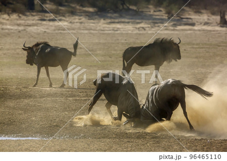 Blue wildebeest in Kgalagadi transfrontier park, South Africa 96465110