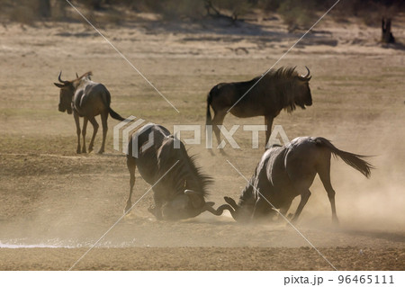 Blue wildebeest in Kgalagadi transfrontier park, South Africa 96465111