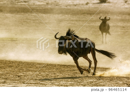 Blue wildebeest in Kgalagadi transfrontier park, South Africa Blue wildebeest in Kgalagadi transfrontier park, South Africa 96465114