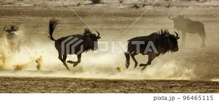 Blue wildebeest in Kgalagadi transfrontier park, South Africa 96465115