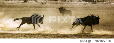 Blue wildebeest in Kgalagadi transfrontier park, South Africa 96465116