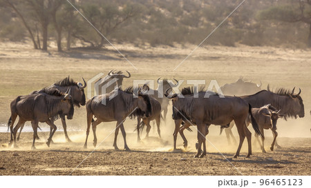 Blue wildebeest in Kgalagadi transfrontier park, South Africa 96465123