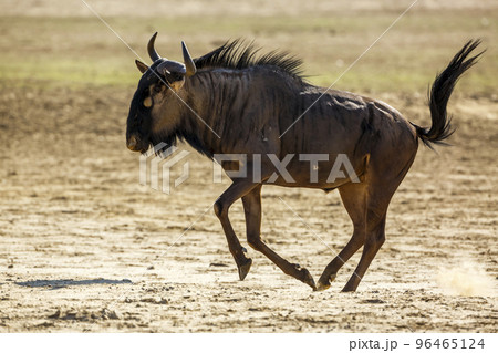 Blue wildebeest in Kgalagadi transfrontier park, South Africa Blue wildebeest in Kgalagadi transfrontier park, South Africa 96465124