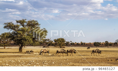 Blue wildebeest and south african oryx in Kgalagadi transfrontier park, South Africa 96465127