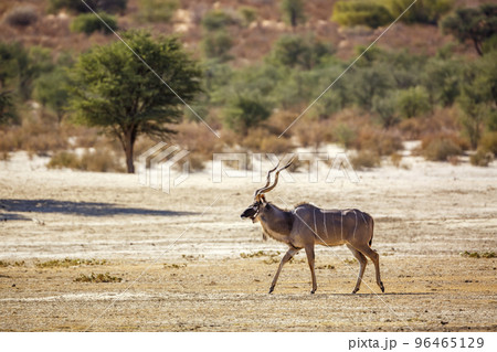 Greater kudu in Kgalagadi transfrontier park, South Africa Greater kudu in Kgalagadi transfrontier park, South Africa 96465129