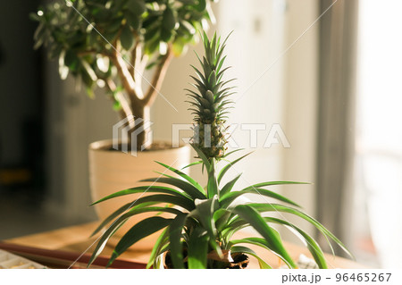 Pineapple in home organic farm. Growing pineapple at home. Gardening concept Pineapple in home organic farm. Growing pineapple at home. Gardening concept 96465267