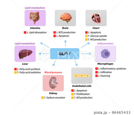 Glucagon-like Peptide 1 GLP-1 molecule,...のイラスト素材 [96465433] - PIXTA