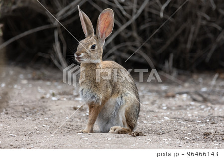 Wild Rabbit in the woods Wild Rabbit in the woods 96466143