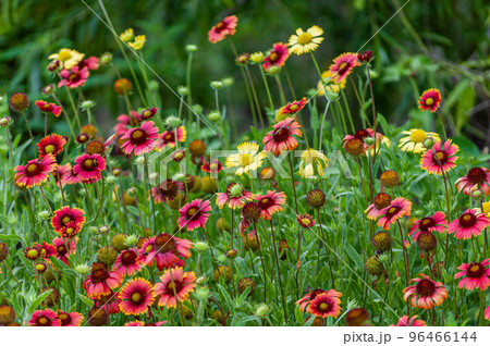 Filed of colorful daisies 96466144