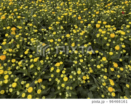 Field of yellow mums Field of yellow mums 96466161
