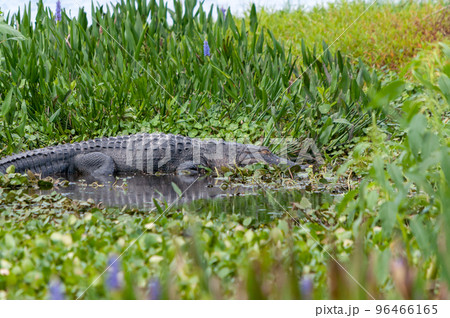 Florida Alligator sitting on shore Florida Alligator sitting on shore 96466165