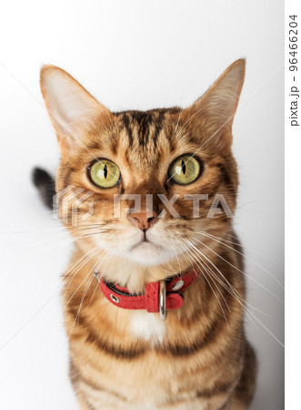 Portrait of a Bengal cat in a red collar. 96466204