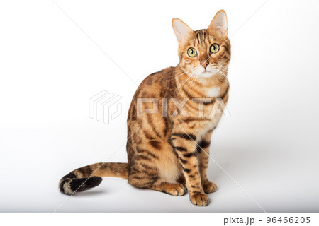 Portrait of a green-eyed Bengal cat on a white background. 96466205