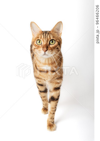 Portrait of a green-eyed Bengal cat on a white background. 96466206