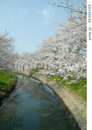 近所で見た桜 近所で見た桜 96466368